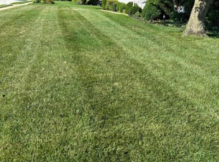 Mei V.'s Grass Cutting service result