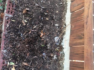 Weeding by Elijah Broughton for Julian P. in Washington, DC