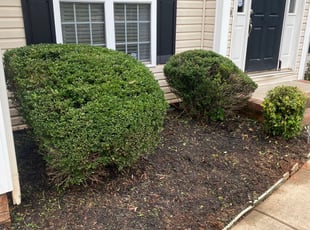 Bush Trimming by EL AllA-MuAmAd for Tyrell S. in Charlotte, NC