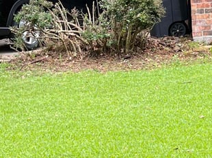 Bush Trimming by Melinda Smith for Debra B. in Baton Rouge, LA