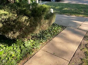Bush Trimming by Felix Alejos for Heidi P. in Chicago, IL