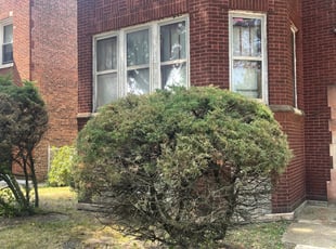 Bush Trimming by Glen Woods for Sheryl D. in Chicago, IL
