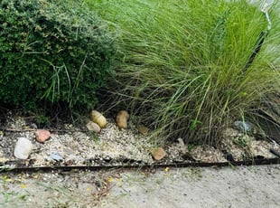 Weeding by Delson Auguste for Ronald E. in Jacksonville, FL