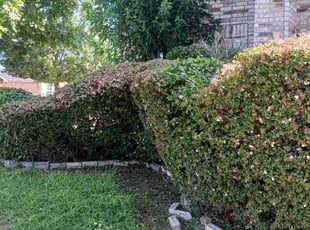 Bush Trimming by Renarld Gardner for Michael R. in Fort Worth, TX