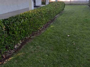 Bush Trimming by Daniel Sullivan for tom b. in Rocklin, CA