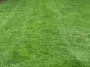 Paula K.'s Yard Cutting service result
