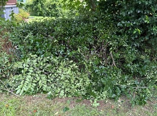 Bush Trimming by Edward Bivins for TTG S. in Atlanta, GA