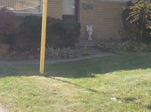 Bush Trimming by Adrian Johnson for Mark K. in Warren, MI