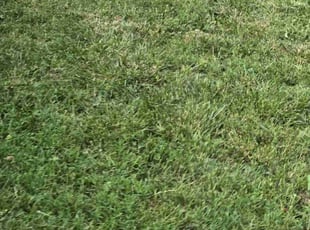 Lynnette B.'s Lawn Mowing service result