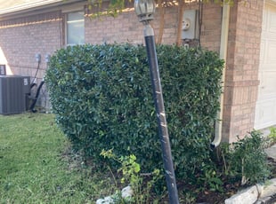 Bush Trimming by Emma Perales for Angelita C. in Arlington, TX