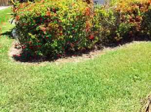 Weeding by Stephen Peffly for Jessica B. in Saint Petersburg, FL