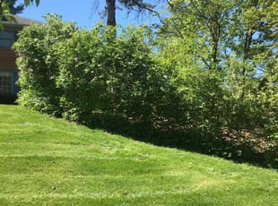 Bush Trimming by Zane Vogelsang for Jeykumar N. in Blue Ash, OH