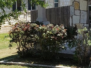 Bush Trimming by Jerry Weaver for Mark S. in Kyle, TX