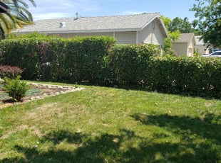Bush Trimming by Joshua Muehe for Fahira B. in Citrus Heights, CA