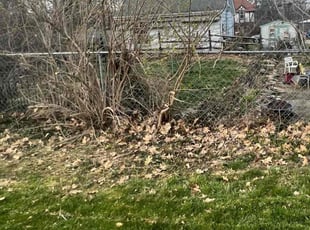 Bush Trimming by dominik duncan for Carol U. in Cincinnati, OH