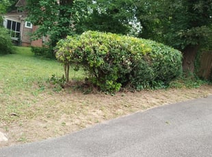 Bush Trimming by Davon Lightfoot for Rachel B. in Richmond, VA