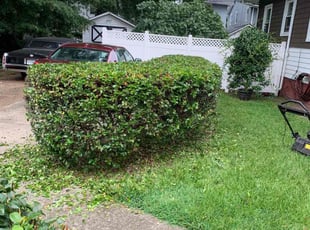 Bush Trimming by Clinton Peet for Susan J. in Norfolk, VA