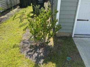 Bush Trimming by Amelia Brown for Tierra R. in Lexington, SC