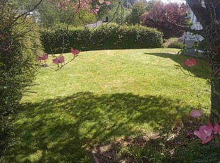 Emily G.'s Lawn Mowing service result