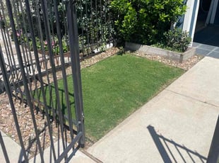 Theodore M.'s Lawn Mowing service result