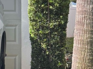 Bush Trimming by Robert Wynn for Sydney K. in Riverview, FL