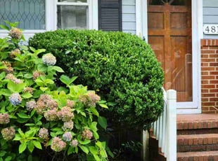 Bush Trimming by Jay M for Denicia V. in Norfolk, VA