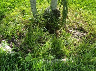 Weeding by Olga Diaz for Matthew S. in Orlando, FL
