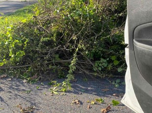 Bush Trimming by Maurice Pride for Dan H. in Little Rock, AR