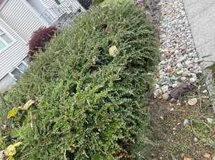 Bush Trimming by Richard Luiza Jr for Gaby P. in Seattle, WA