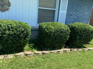 Bush Trimming by Jose Tovar for Judy R. in Haltom City, TX