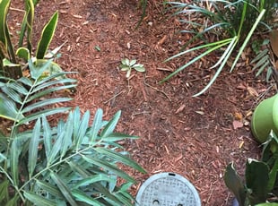 Weeding by Anthony Charlotten for Rosalind M. in Atlanta, GA