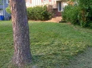 Kailey B.'s Lawn Mowing service result