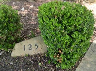 Bush Trimming by Robert Camacho for Kelly T. in Kyle, TX