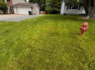 Chico M.'s Grass Cutting service result