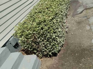 Bush Trimming by Joshua Karnes for Alex S. in Charleston, SC