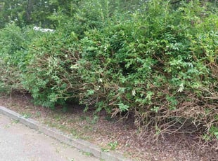 Bush Trimming by Kimberly West for Raymond S. in Manchester, CT