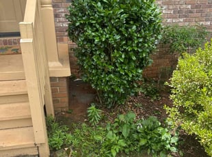 Bush Trimming by Chrishun Webber for Marlyse S. in Marietta, GA