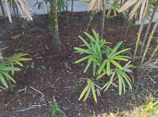 Cleanups by Peterson Dariste for Karl H. in North Port, FL