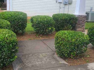 Bush Trimming by Denise Santana for Antwan S. in Cartersville, GA