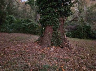 Cleanups by William Wilson for Geoffrey R. in Charlotte, NC