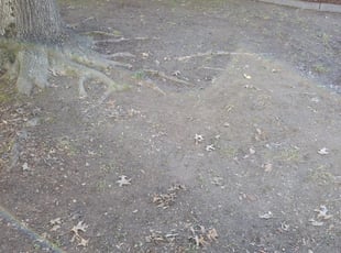 Leaf Removal by Joseph Calaway for Barbara M. in Charlotte, NC