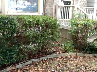 Bush Trimming by Daniel Shannon for Andre W. in Fredericksburg, VA