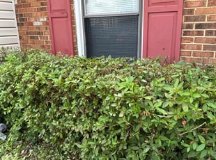 Bush Trimming by Steven Moreira for Stephen N. in Virginia Beach, VA