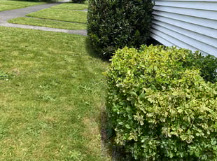 Bush Trimming by Joseph Fullner for Tyler U. in Tacoma, WA