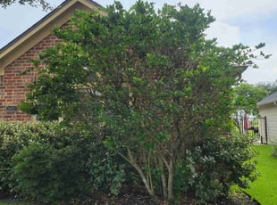 Bush Trimming by Gladis Carcamo for PHILIP B. in Richmond, TX