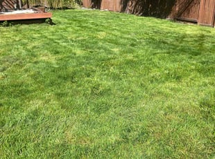 David D.'s Lawn Mowing service result