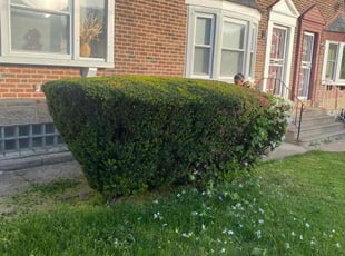 Bush Trimming by Jhon Reyes for James R. in Philadelphia, PA