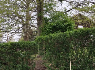 Bush Trimming by John Parshall for Latisha R. in Pittsburgh, PA