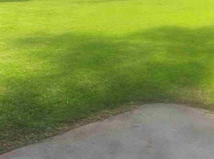 Leroy G.'s Yard Cutting service result