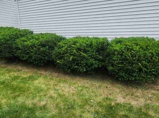 Bush Trimming by David Estrada for Brian W. in Romeoville, IL